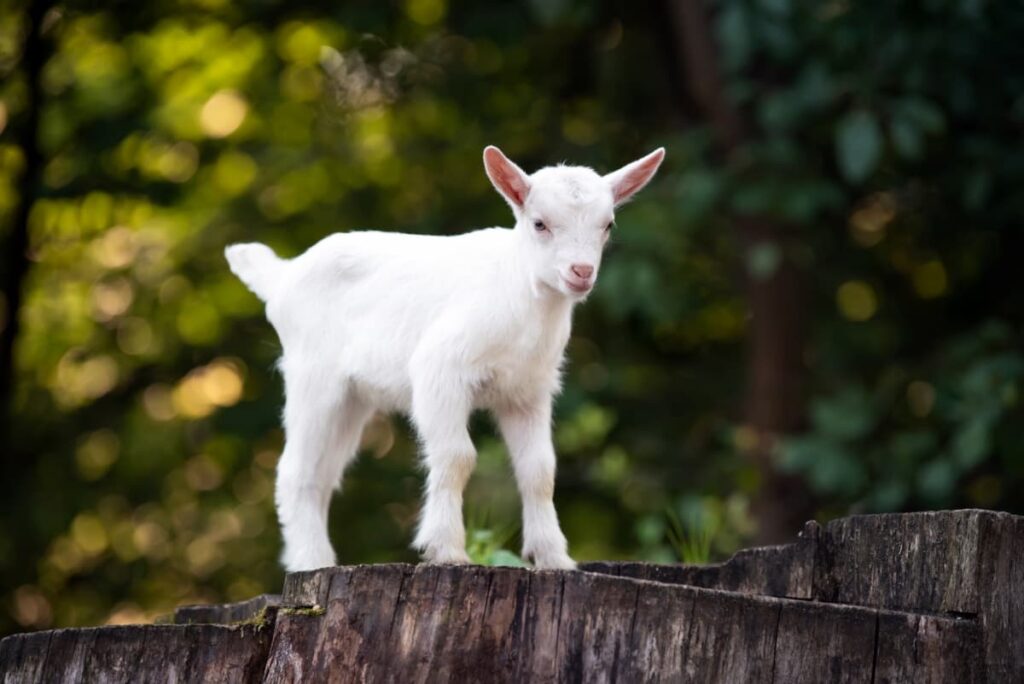 Goat Kids Care and Management: A Comprehensive Guide