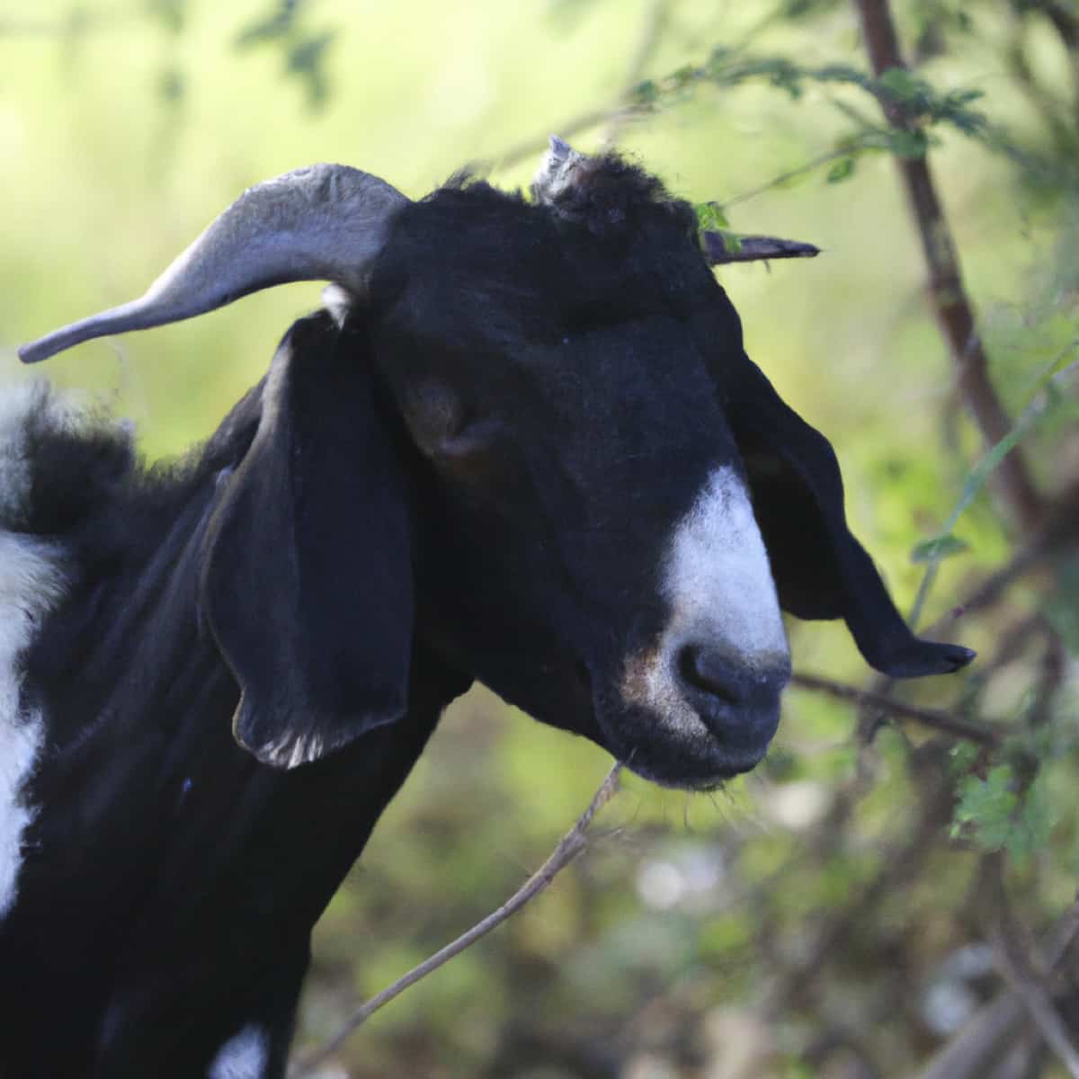 Ibex Wild Goat Profile: Origin, History, and Physical Characteristics