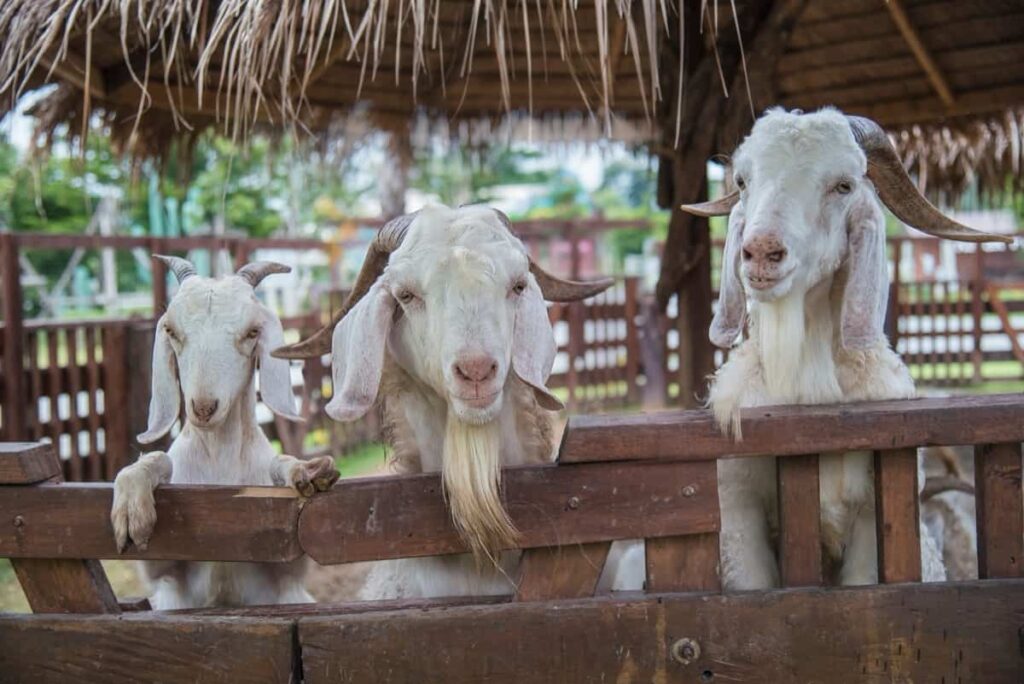 goat farming business plan in ethiopia